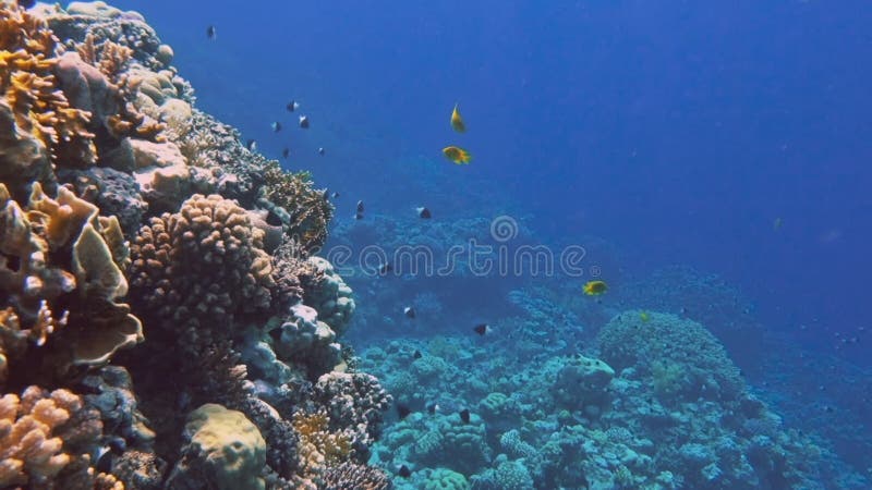 Underwater Colorful Tropical Fishes and Beautiful Corals Stock Video ...