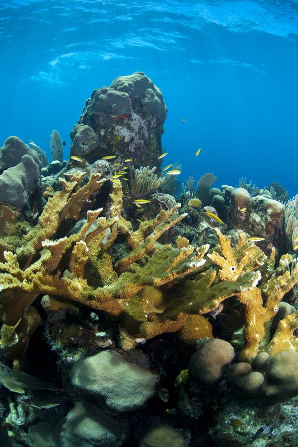 Underwater Coral Reef Elkhorn Coral Stock Image - Image of caribbean ...