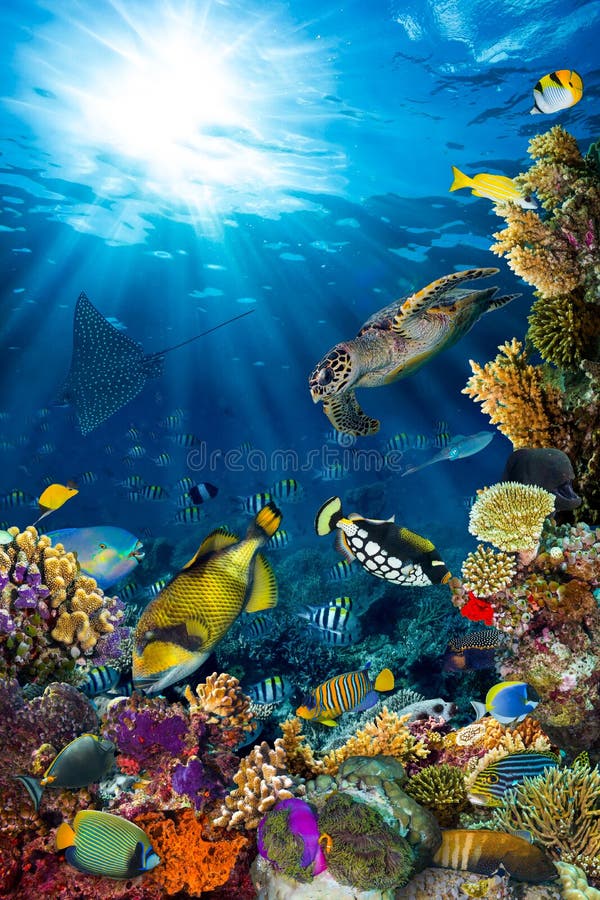 Underwater coral reef landscape