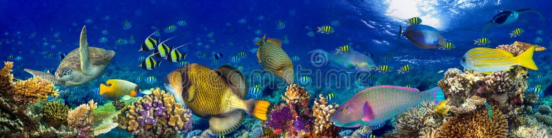 Underwater coral reef landscape panorama background