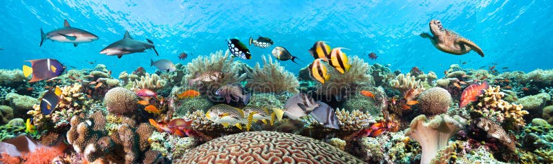 Underwater coral reef landscape.