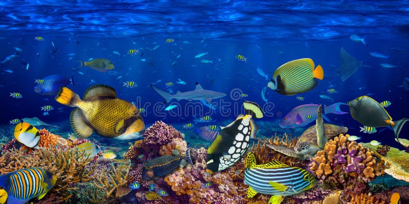 Underwater coral reef landscape wide panorama wallpaper background the deep blue ocean with colorful fish sea turtle and marine