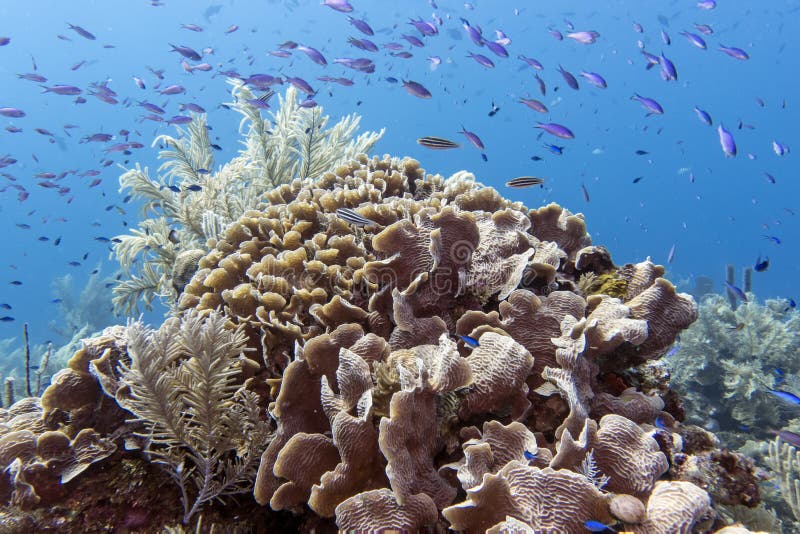 Underwater coral reef