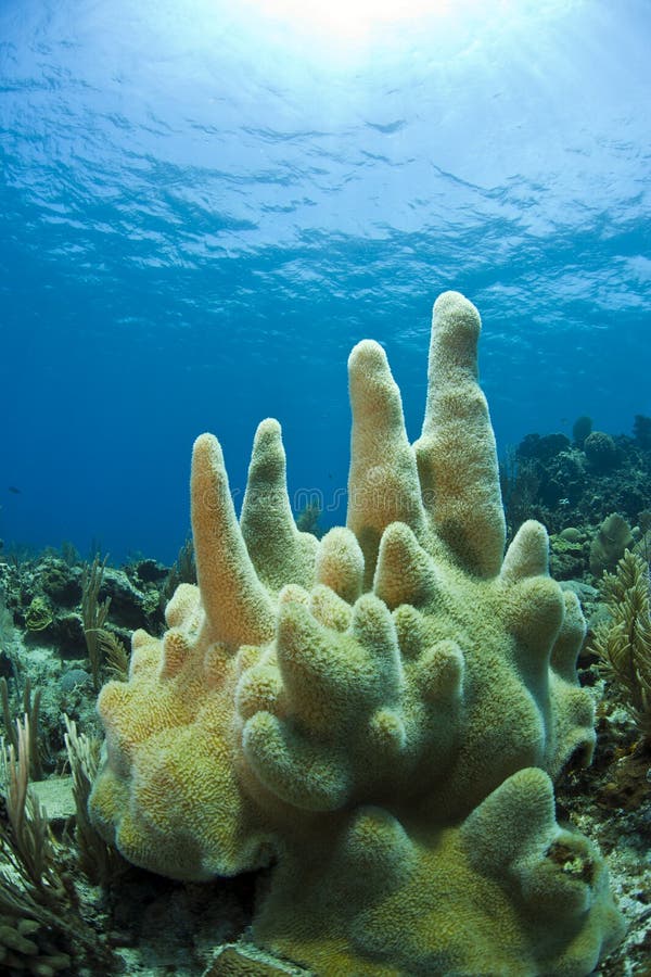 Underwater coral reef off the coast of Roatan Honduras Jackson hole. Underwater coral reef off the coast of Roatan Honduras Jackson hole