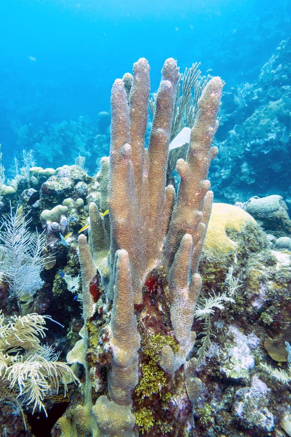 Pillar coral; Dendrogyra cylindricus; (order Scleractinia). Pillar coral; Dendrogyra cylindricus; (order Scleractinia)