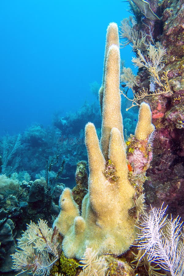 Coral reef Pillar coral off the coast of roatan Honduras. Coral reef Pillar coral off the coast of roatan Honduras