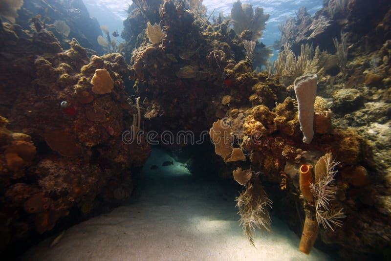 Underwater coral reef scene