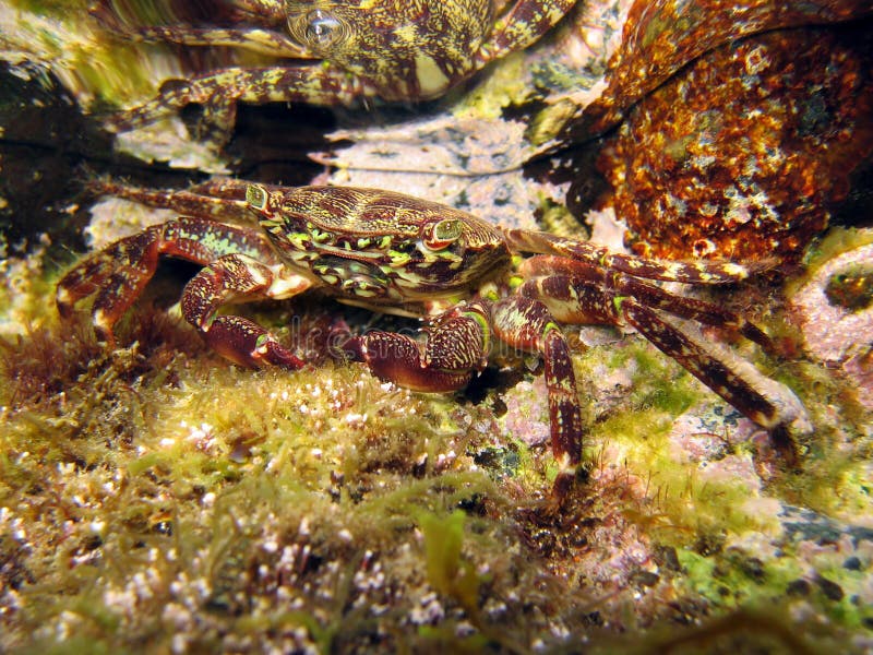 Underwater Crab stock image. Image of hidden, lush, underwater 90117441