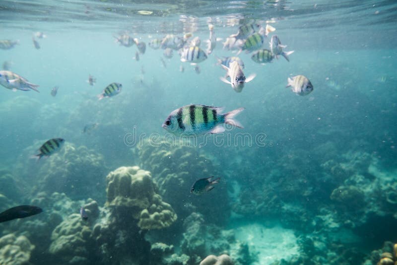 Underwater Fish Crowd Around Reef Stock Image - Image of marine, animal ...