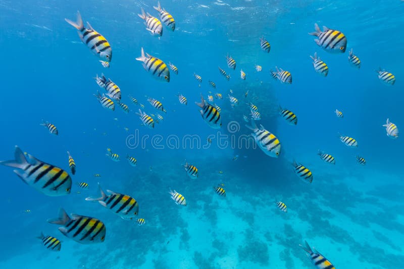 Underwater flock of fish stock photo. Image of reef, egypt - 58120146