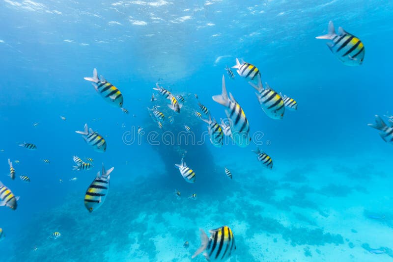 Underwater flock of fish stock photo. Image of tropical - 58120608