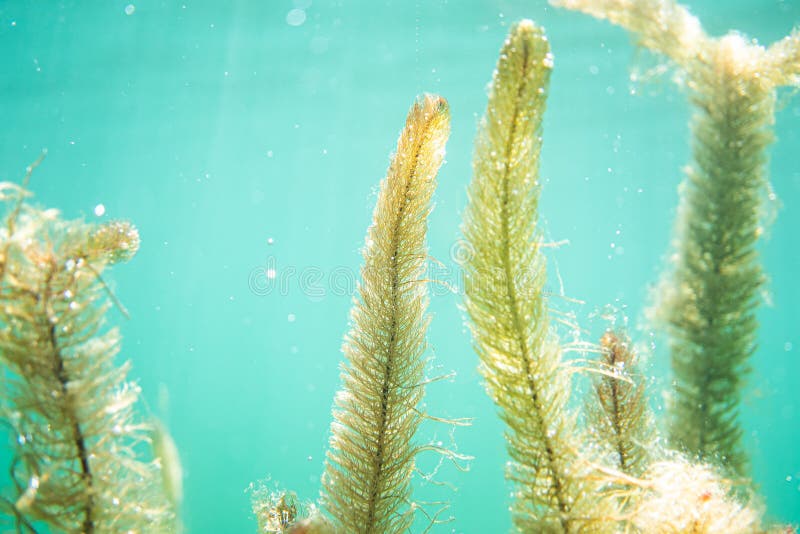 Underwater Flora. Underwater Plants Rivers, Lakes, Pond Stock Photo