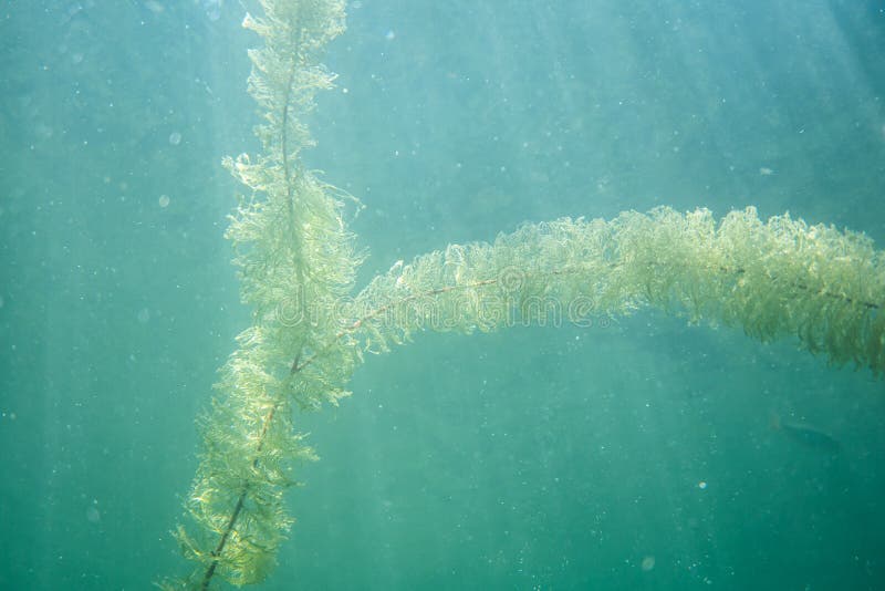 Underwater Flora. Underwater Plants Rivers, Lakes, Pond Stock Photo