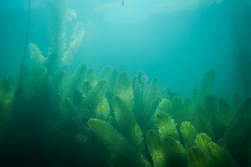 Underwater Flora. Underwater Plants Rivers, Lakes, Pond Stock Image
