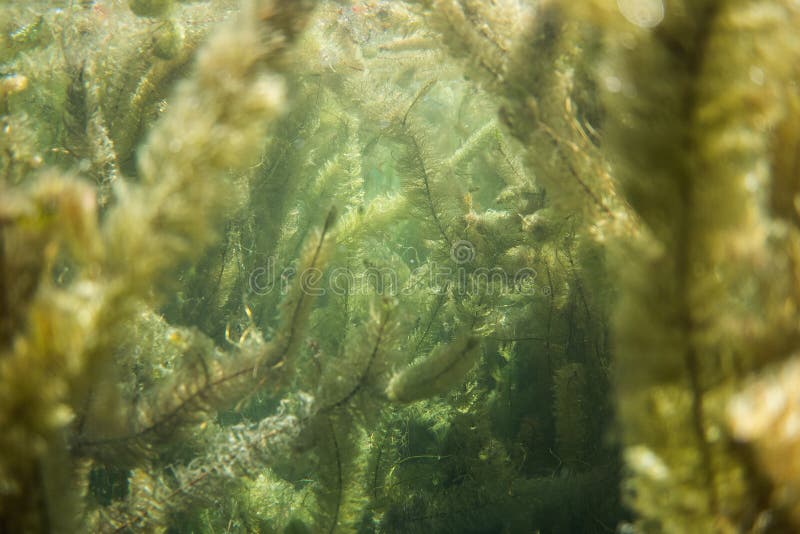 Underwater Flora. Underwater Plants Rivers, Lakes, Pond Stock Image