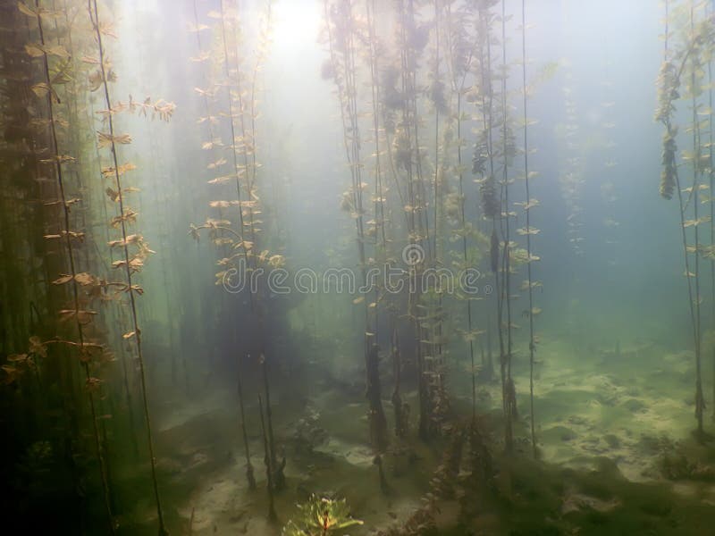 Underwater Flora. Underwater Plants Rivers, Lakes, Pond. Stock Image