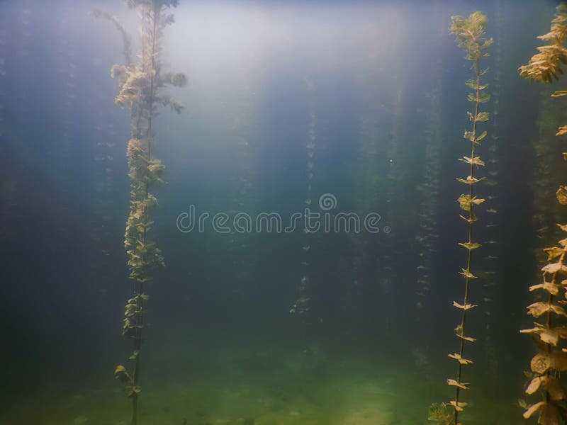 Underwater Flora. Underwater Plants Rivers, Lakes, Pond. Stock Photo
