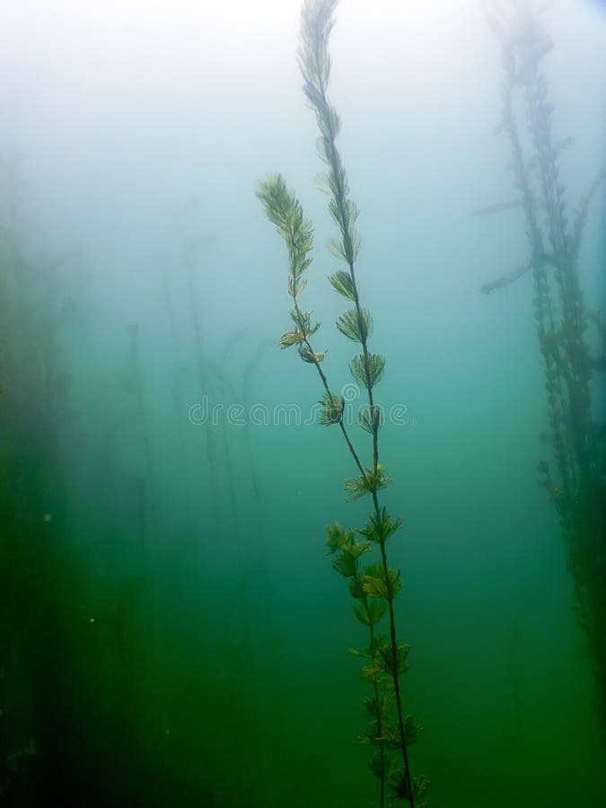 Underwater Flora. Underwater Plants Rivers, Lakes, Pond. Stock Photo