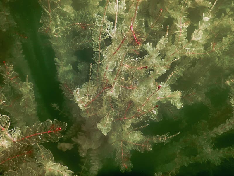 Underwater Flora. Underwater Plants Rivers, Lakes, Pond. Stock Image