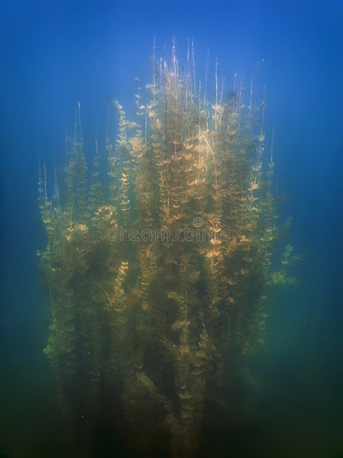 Underwater Flora. Underwater Plants Rivers, Lakes, Pond. Stock Image