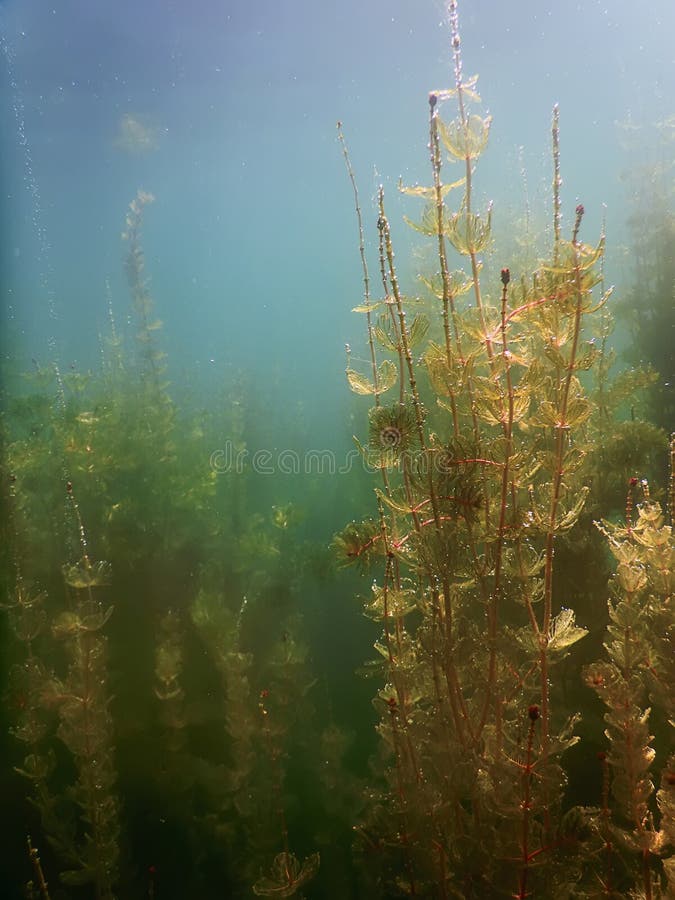 Underwater Flora. Underwater Plants Rivers, Lakes, Pond. Stock Photo