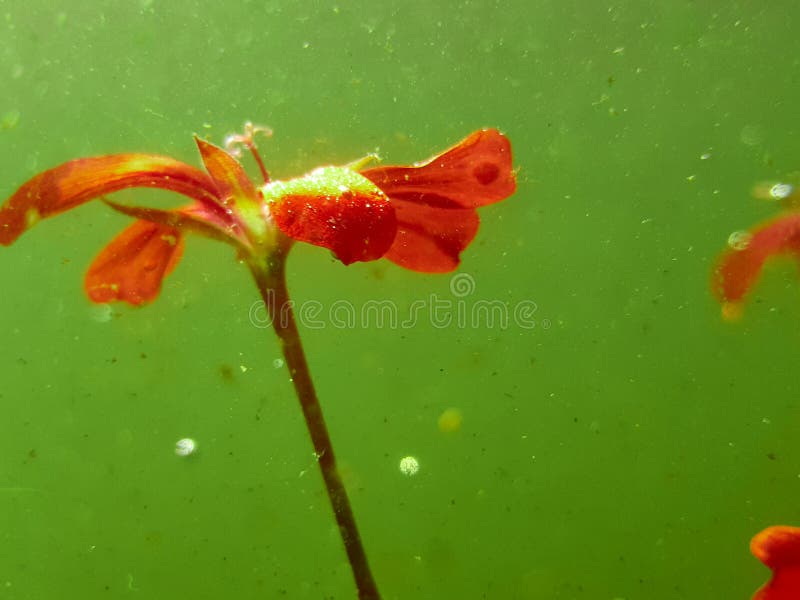 Underwater Flower stock image. Image of underwater, green 120800883