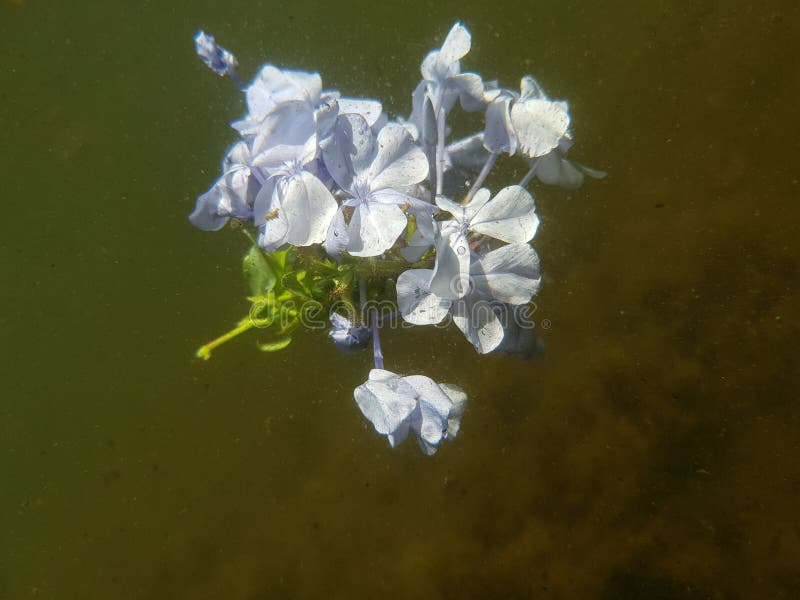 Underwater Flowers stock image. Image of flowers, peuple 120802229