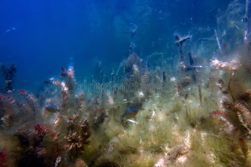 Underwater Freshwater Flora, Underwater Landscape Stock Photo Image