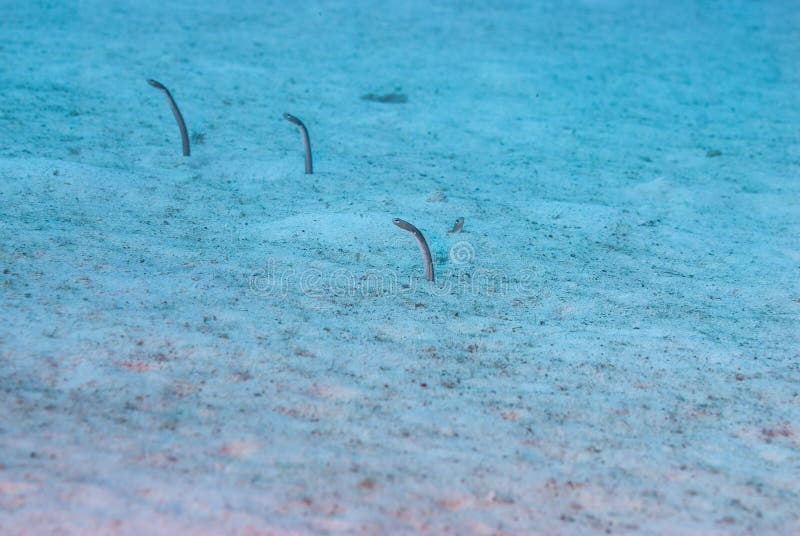 Underwater Garden Eels Sticking Their Heads Out of Sand Stock Image
