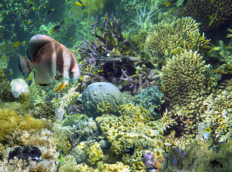 Underwater Garden, Great Barrier Reef, Australia