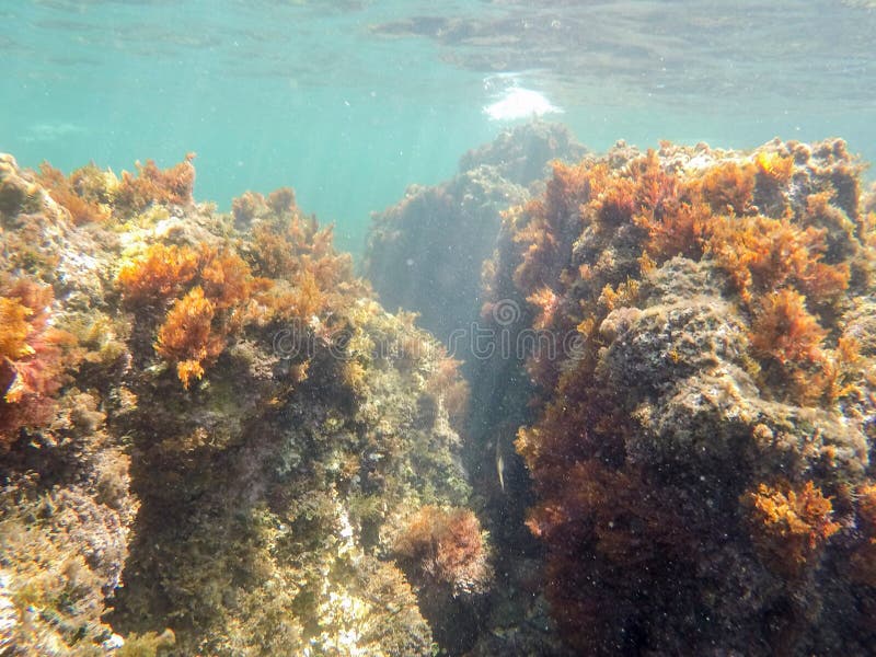 breakwaters fire coral breakwaters fire coral