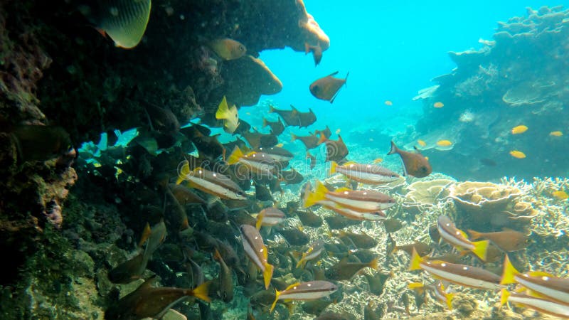 Underwater Image of Sea Fish in Thailand Stock Image - Image of ...