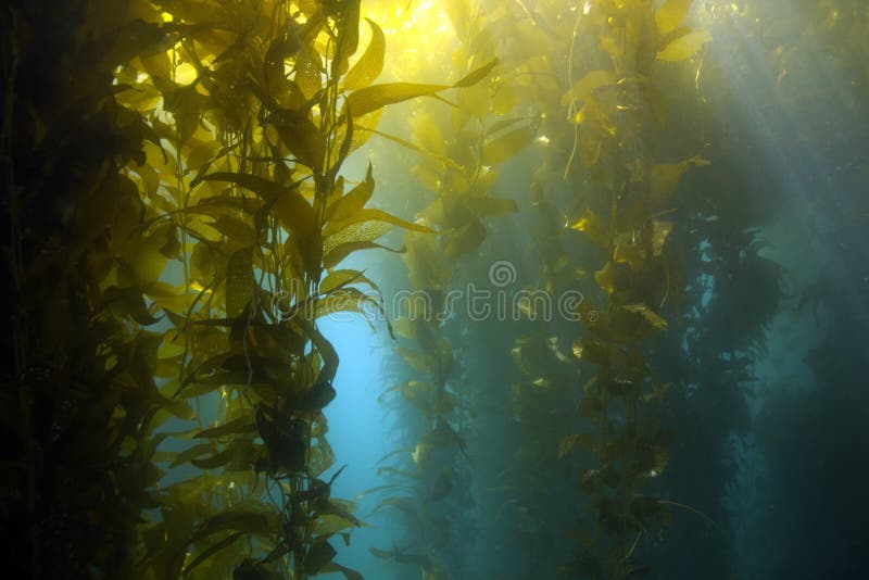 Underwater kelp forest, catalina island, california. Underwater kelp forest scene , casino point, catalina island, california royalty free stock photography