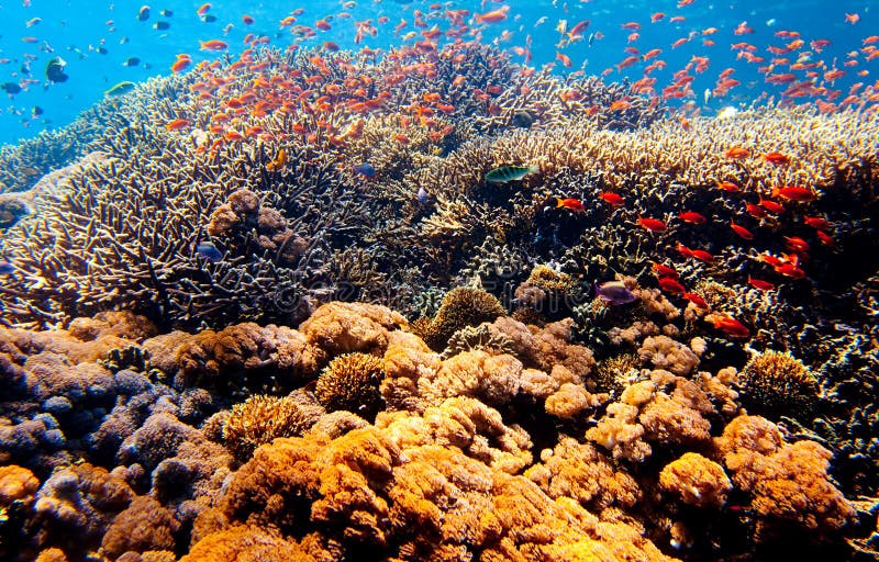 Underwater Scene of Great Barrier Reef Stock Photo - Image of reef ...