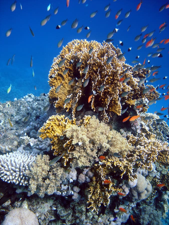 Underwater landscape stock photo. Image of holiday, recreation - 2675932