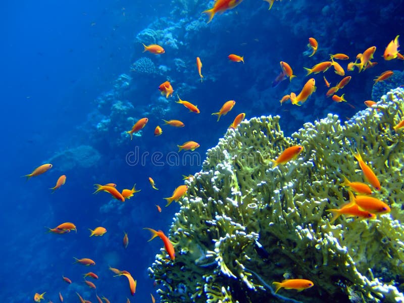 Underwater landscape. With coral snd Scalefin Anthias. Red Sea Underwater landscape. With coral snd Scalefin Anthias. Red Sea