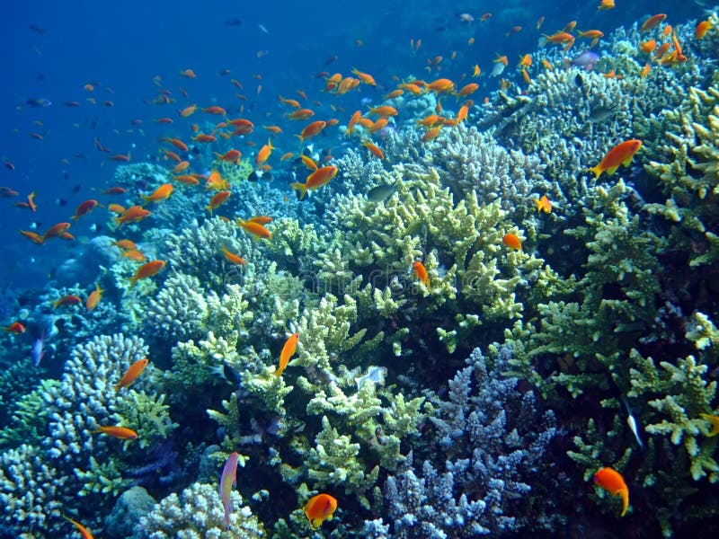 Underwater landscape stock image. Image of golden, snorkel - 2730809