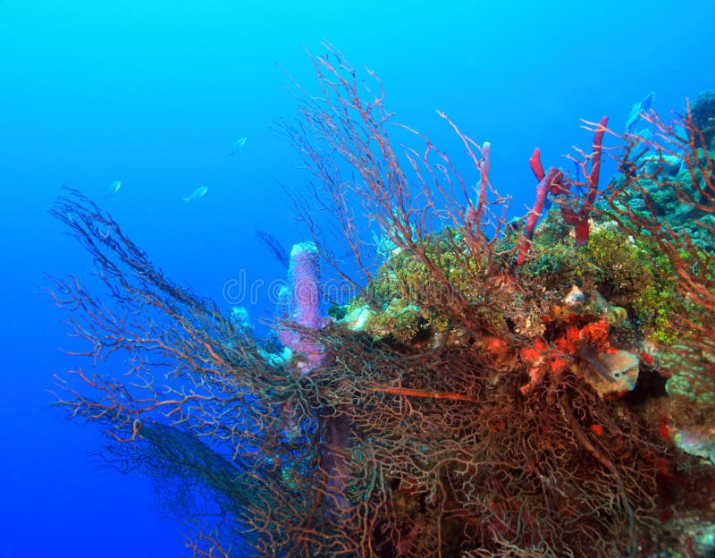 Underwater landscape