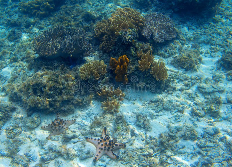 Starfish and reef stock image. Image of tropical, water - 10414867