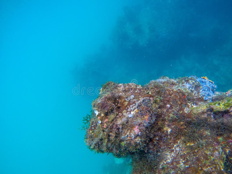 Underwater landscape with coral wall and deep blue sea water. Seaweeds on underwater stone. Corals on cliff undersea
