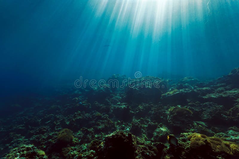 Underwater Landscape with Fish in Beautiful Rays of Light Stock Photo