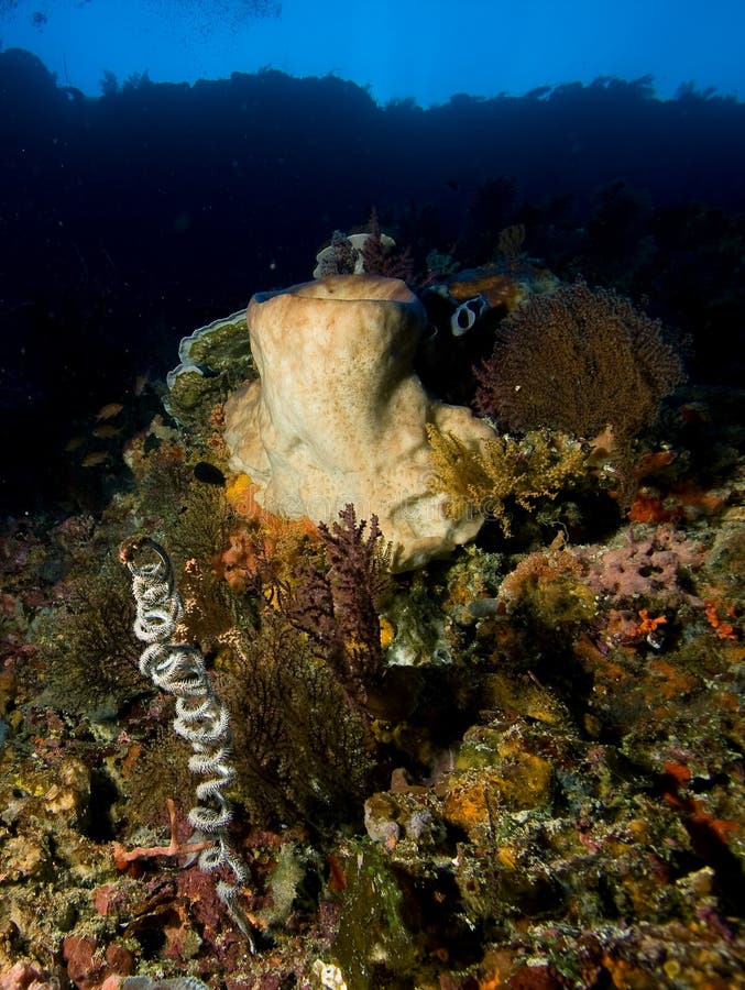 Underwater life stock photo. Image of aquatic, coral - 15312206