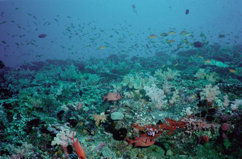 Underwater life of coral reef