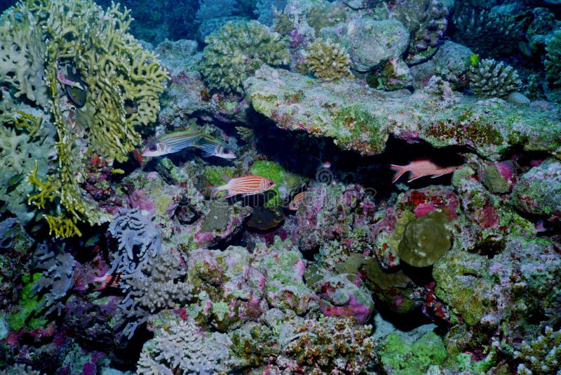 Underwater life of coral reef