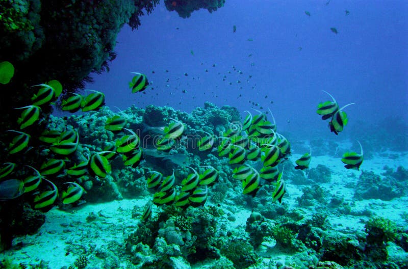 Underwater life of coral reef