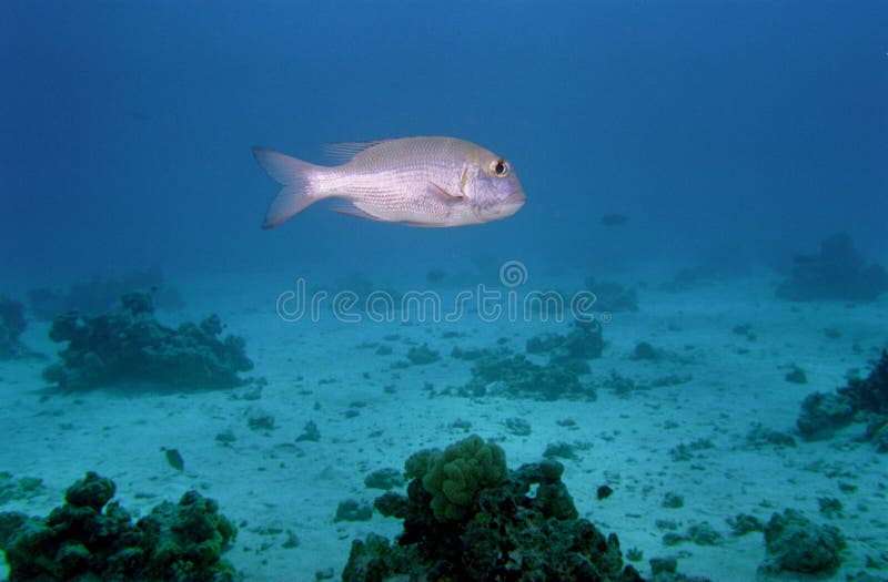 Underwater life of coral reef