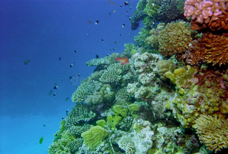 Underwater life of coral reef