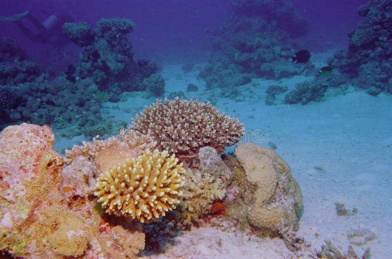 Underwater life of coral reef