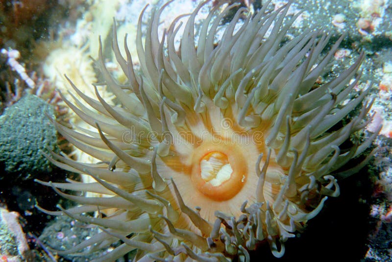 Underwater life of Kuril islands