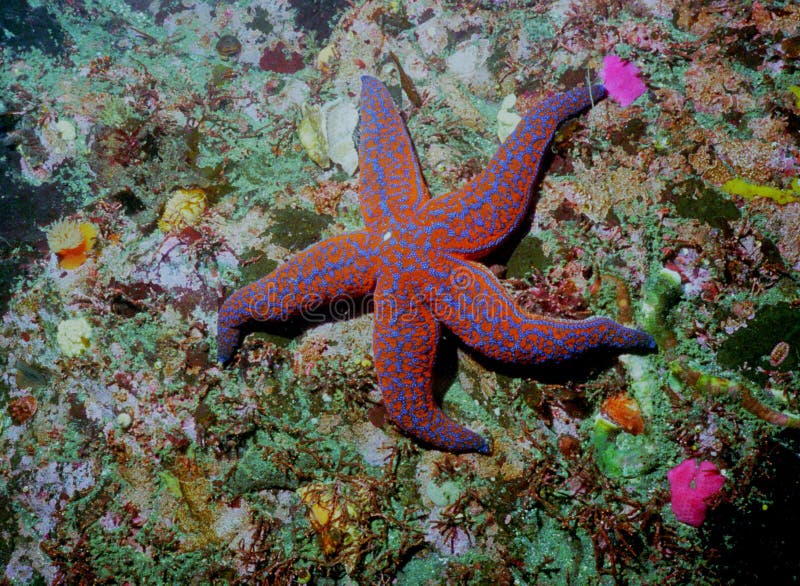 Underwater life of Kuril islands